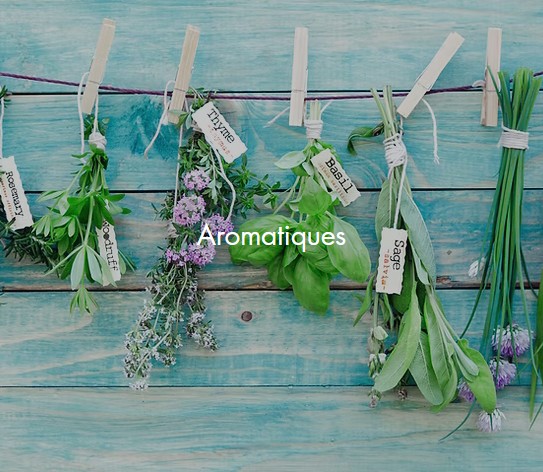 Photo carré d'échantillons d'aromatiques pendus par des pinces à linge sur un fil devant une palissade en bois bleu vert délavée. Texte aromatiques en blanc.