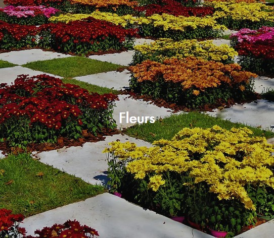 Photo de carrés de fleurs de marguerites aux couleurs variées jaune, orange, carmin, rose, etc. Texte fleurs en blanc.