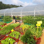Photo de cagettes de plants en exposition vente sur un présentoir devant la serre du GAEC ANCIA.
