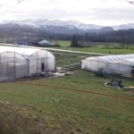 Photo des serres du GAEC ANCIA en hiver. En arrière plan les Pyrénées et le pic d'Orhy enneigé. Lumière contrastée dans un ciel d’hiver gris et blanc.