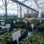 cagettes de plants de légumes variés à différents stades de croissance dans la serre du GAEC ANCIA.