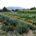 Photo de la zone de maraîchage du GAEC ANCIA. Atmosphère lourde un jour d’été, ciel blanc. Légumes, aromatiques bien développés et pleine floraison. Un des associés à la récolte.