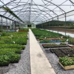 Zone de commercialisation des plants de la serre du GAEC ANCIA. Au mois de mai, toute la surface est couverte de plants de légumes, aromatiques et fleurs.