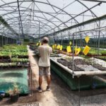 Jean, associé du GAEC ANCIA de dos devant des plants en croissance dans la zone chaude de la serre.